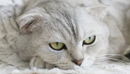 九游游戏平台-罗体：米兰球员赛后对点球判罚感到不满，对平局有巨大的挫败感